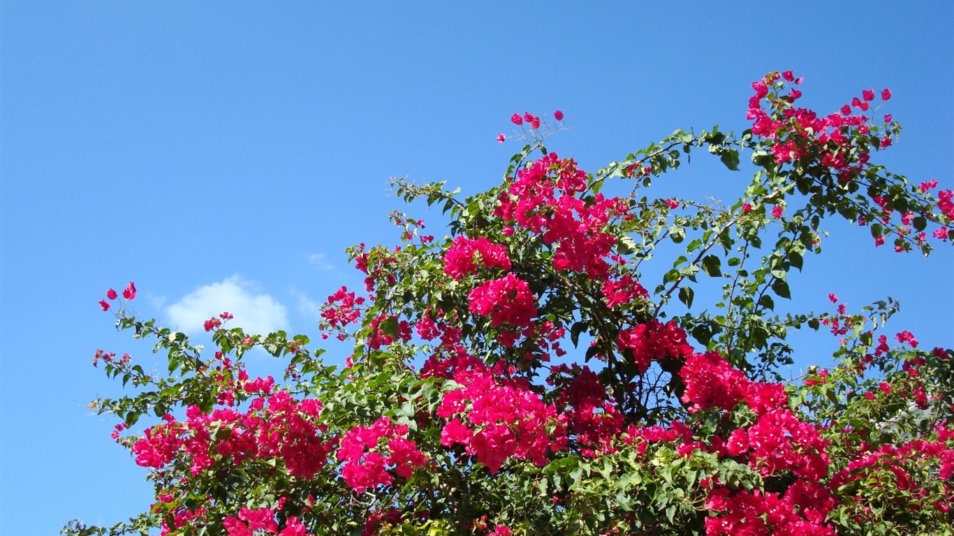 fondos de escritorio de flores con pantalla ancha de cerca (20) #18 - 1366x768