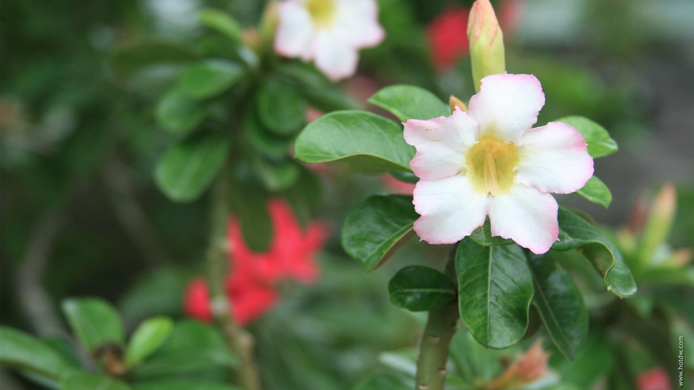 fondos de escritorio de flores con pantalla ancha de cerca (21) #5 - 1366x768