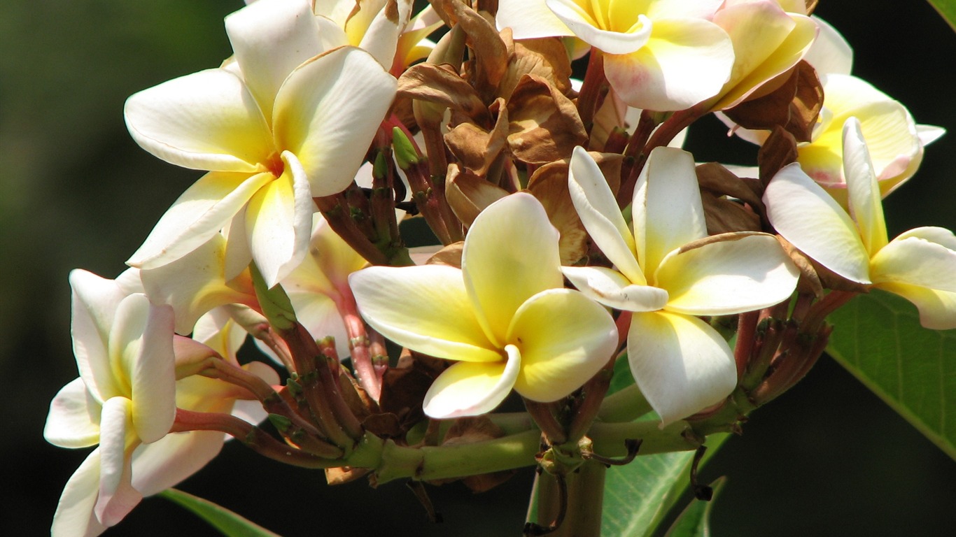 寬屏鮮花特寫 壁紙(21) #6 - 1366x768
