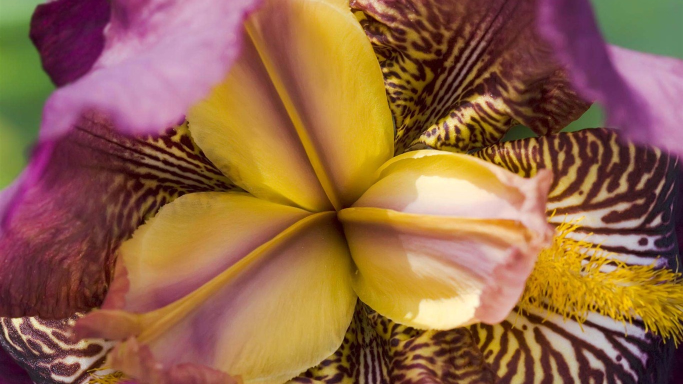 Widescreen wallpaper flowers close-up (21) #9 - 1366x768