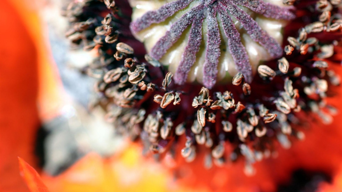 Widescreen wallpaper flowers close-up (21) #11 - 1366x768