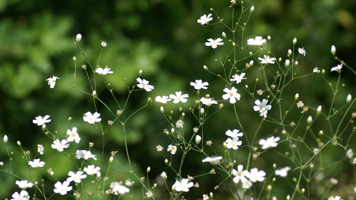 fleurs fond d'écran Widescreen close-up (21) #13 - 1366x768