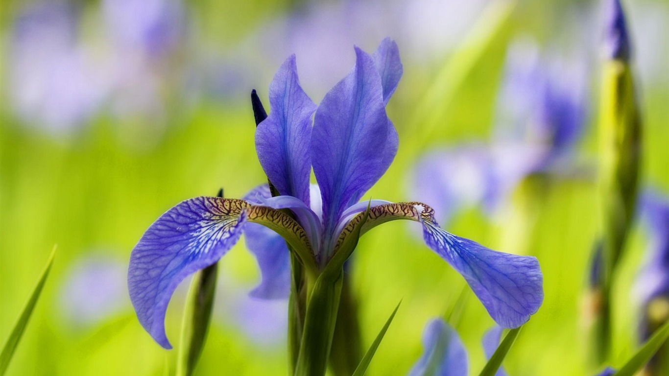 宽屏鲜花特写 壁纸(21)15 - 1366x768