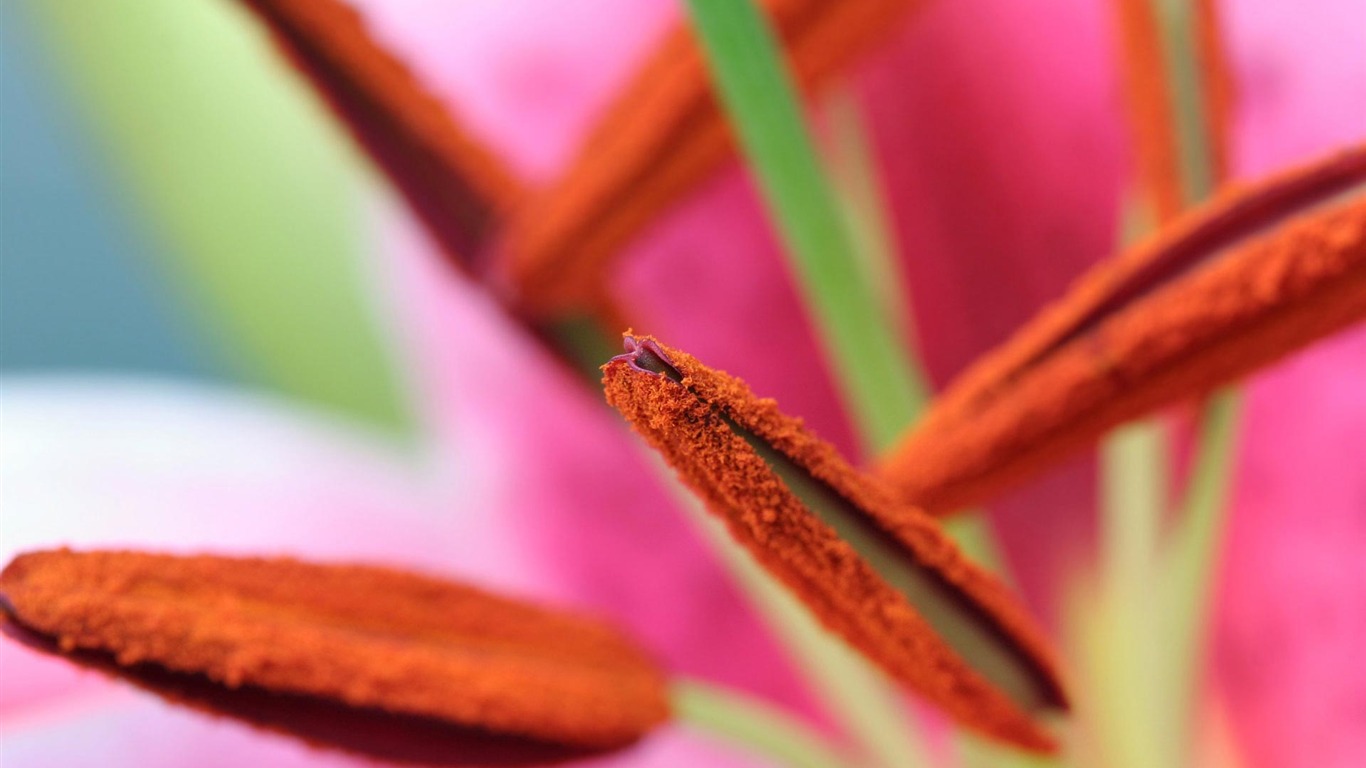 fondos de escritorio de flores con pantalla ancha de cerca (22) #1 - 1366x768