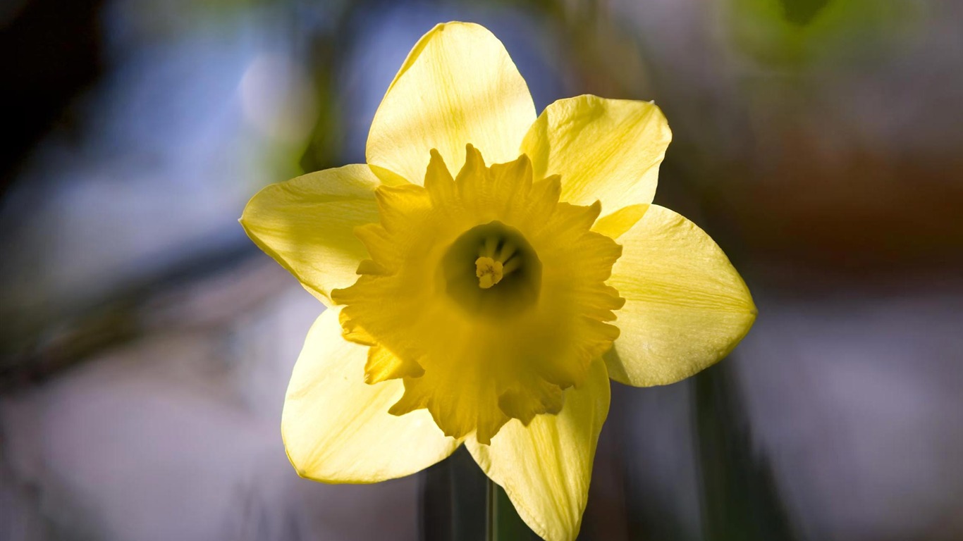 fleurs fond d'écran Widescreen close-up (22) #2 - 1366x768