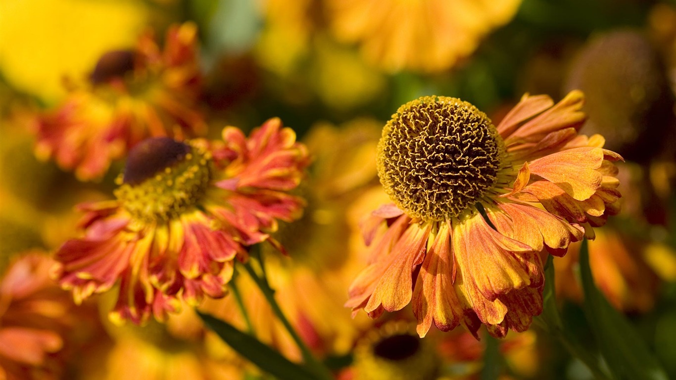 fleurs fond d'écran Widescreen close-up (22) #4 - 1366x768