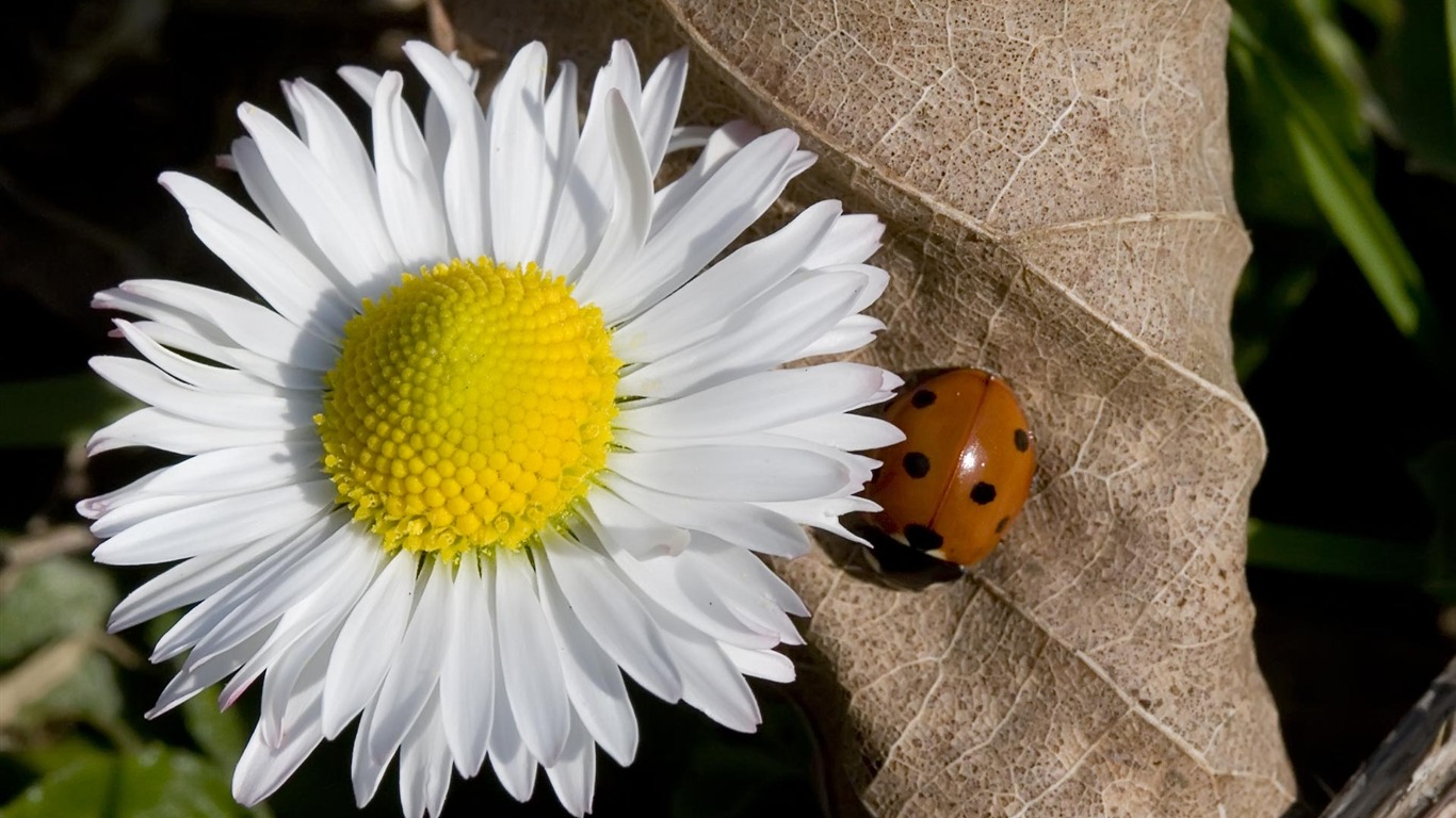 fondos de escritorio de flores con pantalla ancha de cerca (22) #7 - 1366x768