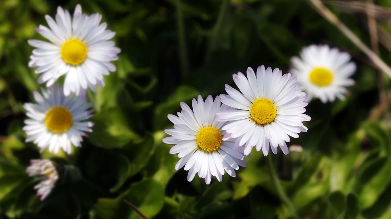 fondos de escritorio de flores con pantalla ancha de cerca (22) #8 - 1366x768