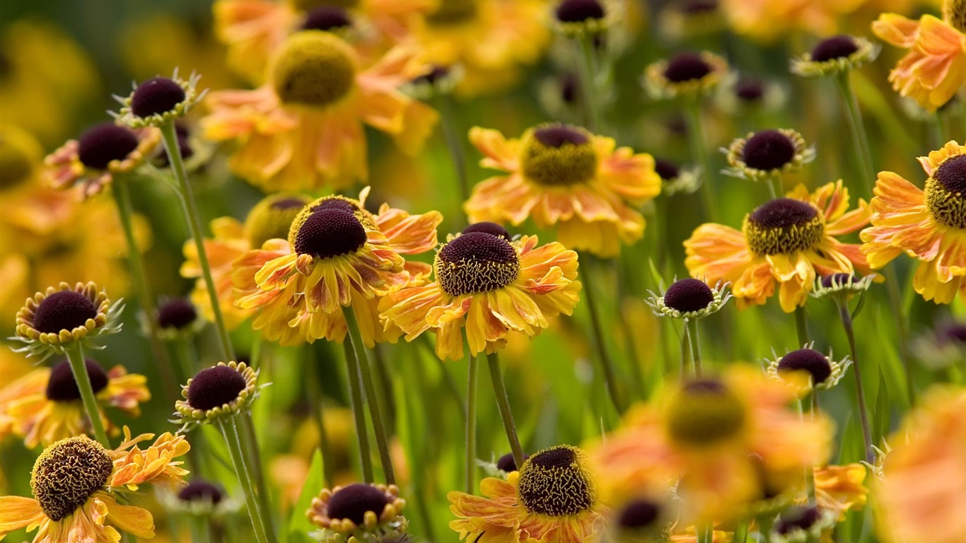 fondos de escritorio de flores con pantalla ancha de cerca (22) #10 - 1366x768