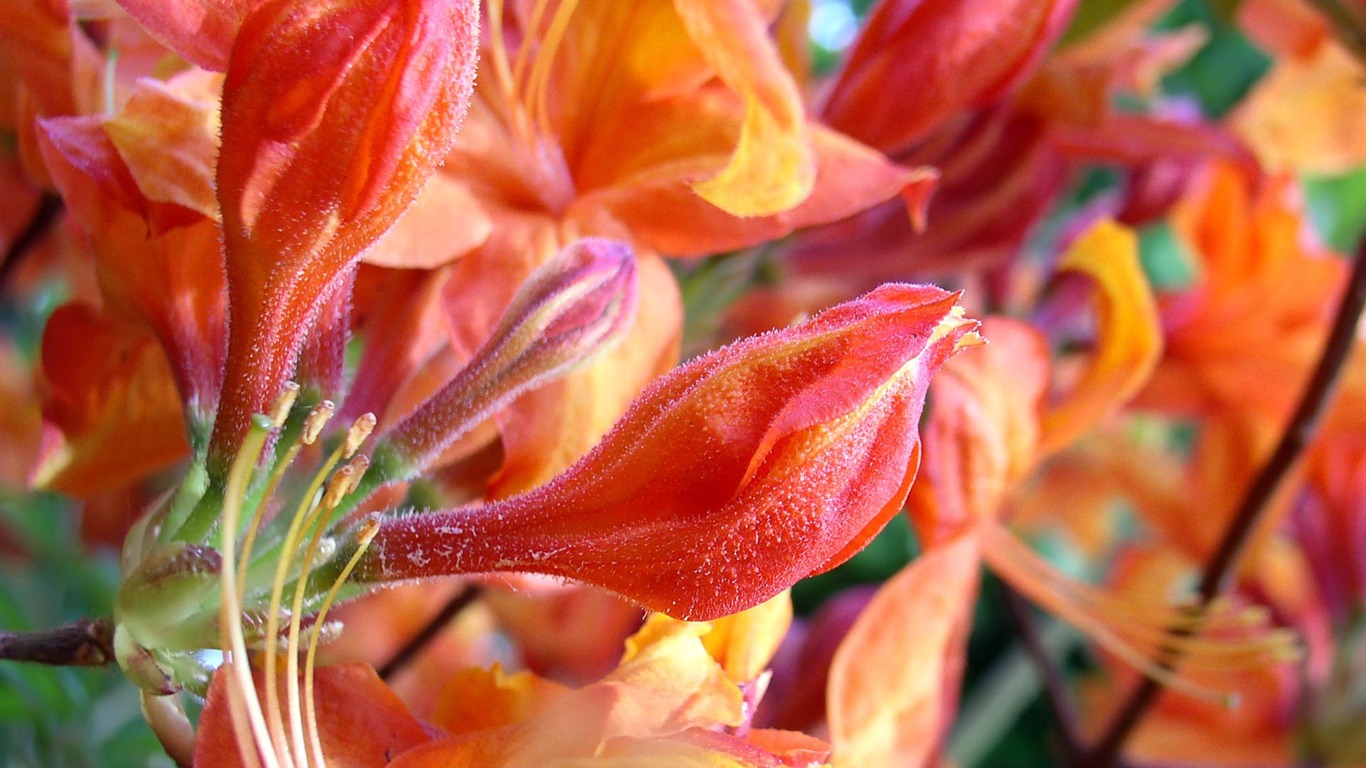 fondos de escritorio de flores con pantalla ancha de cerca (22) #11 - 1366x768