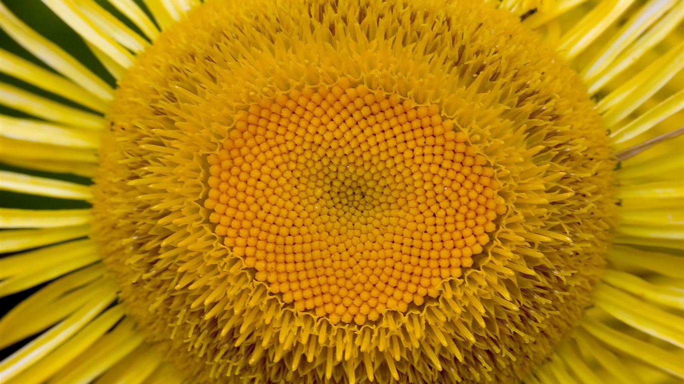 Širokoúhlý tapety květiny close-up (22) #13 - 1366x768