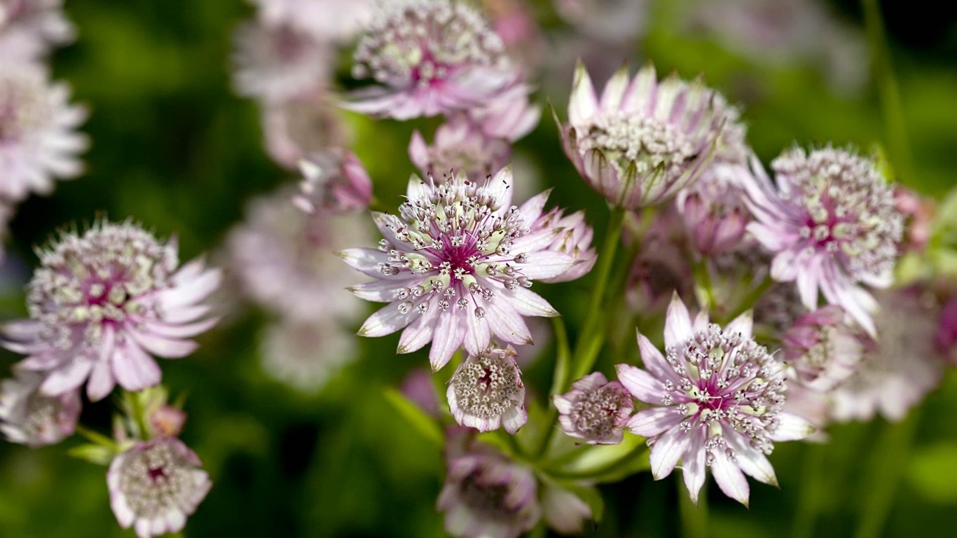 Širokoúhlý tapety květiny close-up (22) #14 - 1366x768