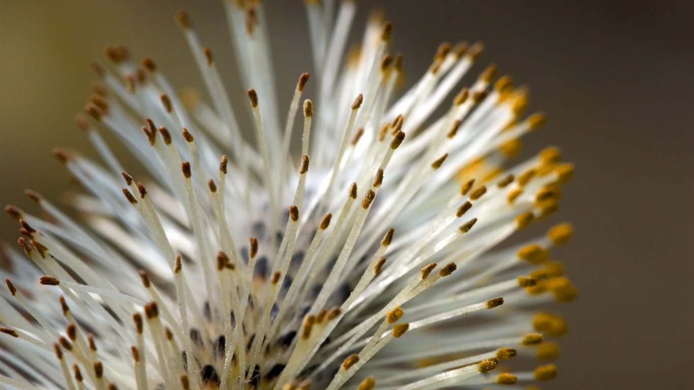 fleurs fond d'écran Widescreen close-up (22) #16 - 1366x768