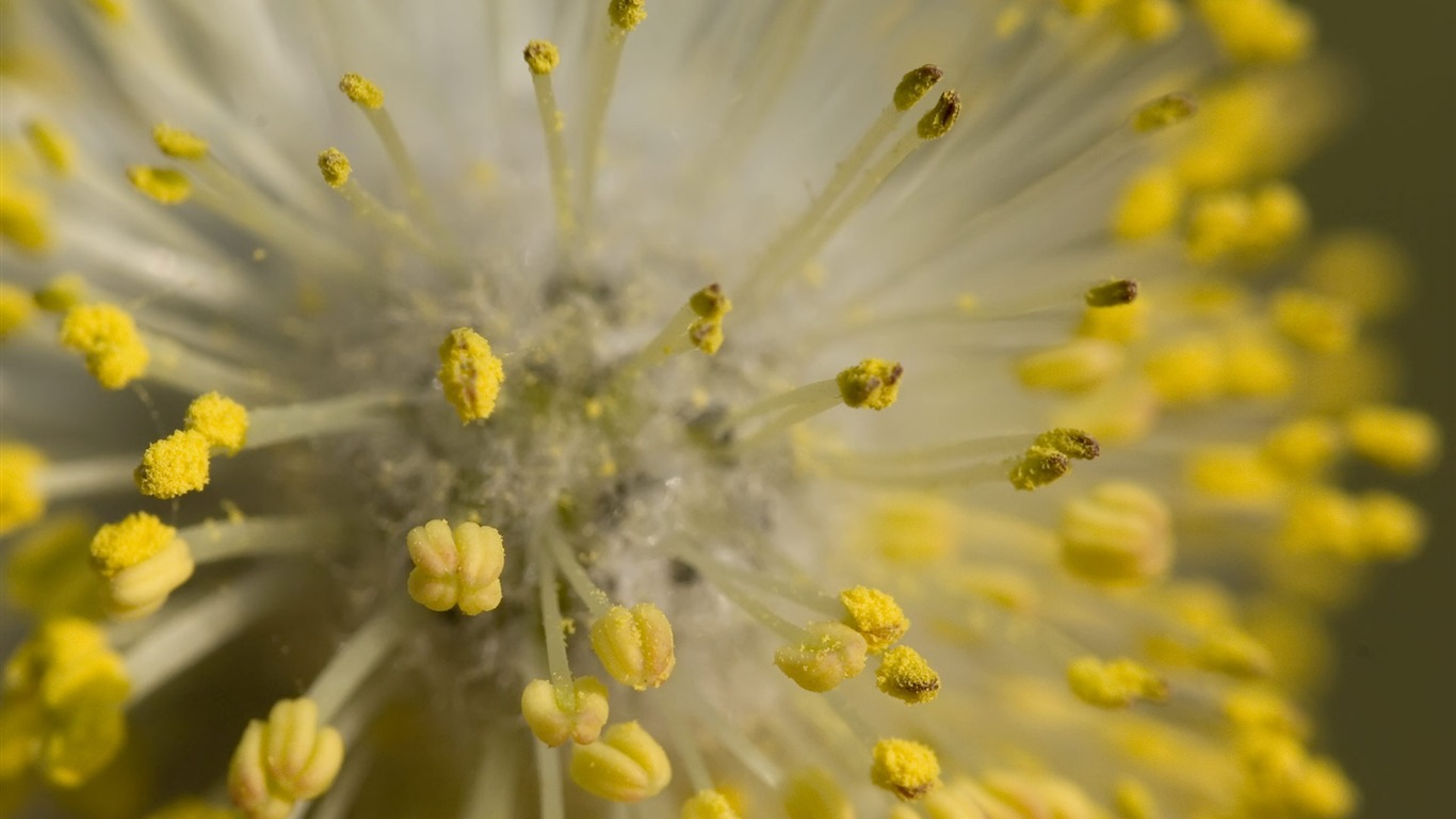 fondos de escritorio de flores con pantalla ancha de cerca (22) #17 - 1366x768