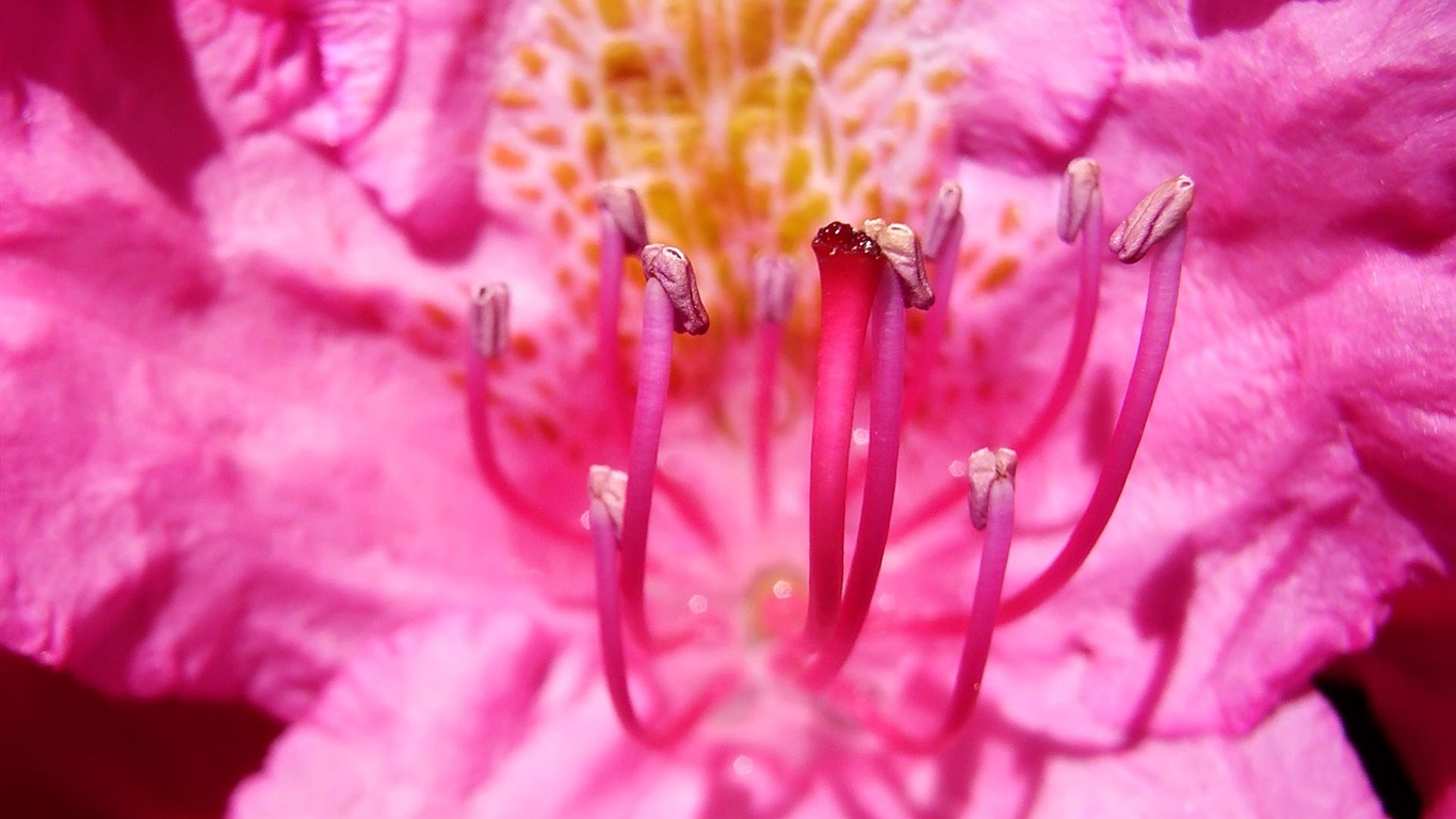 fondos de escritorio de flores con pantalla ancha de cerca (22) #18 - 1366x768