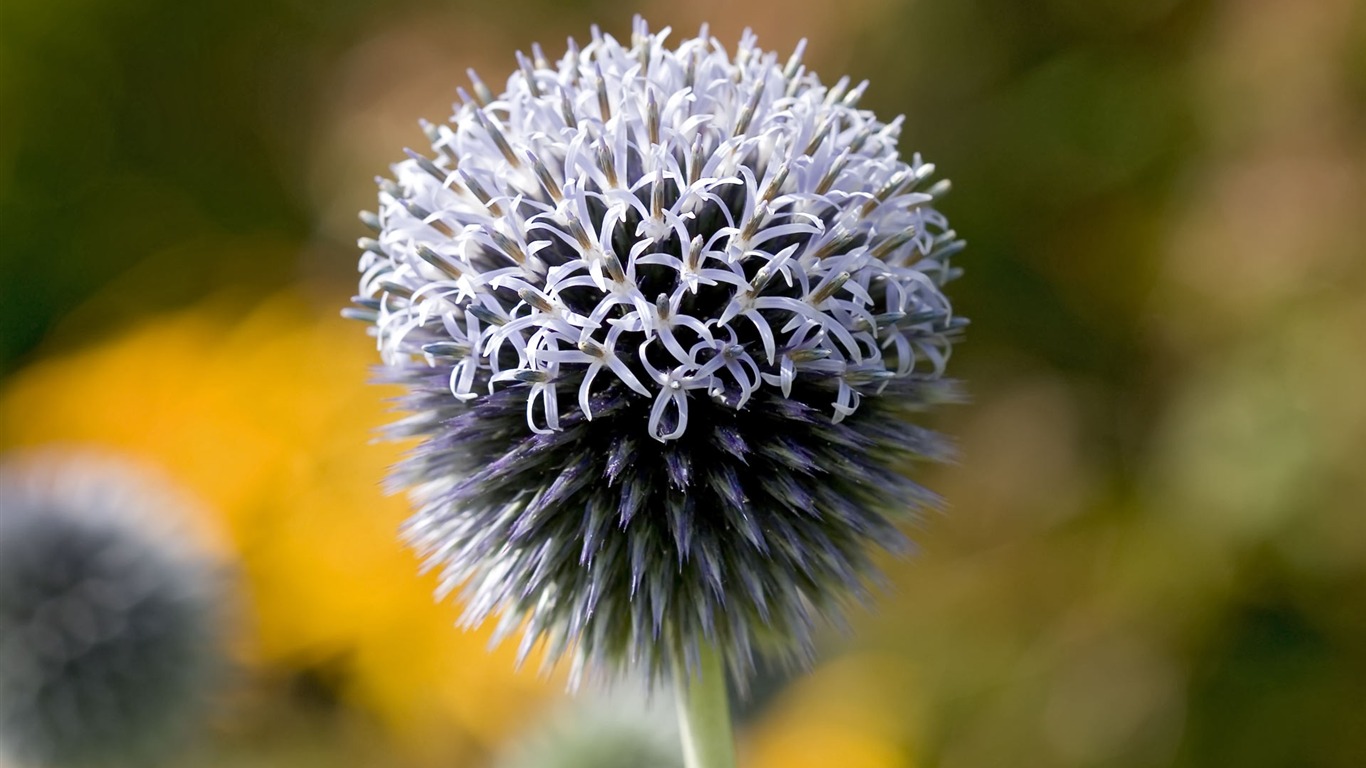 fondos de escritorio de flores con pantalla ancha de cerca (22) #19 - 1366x768