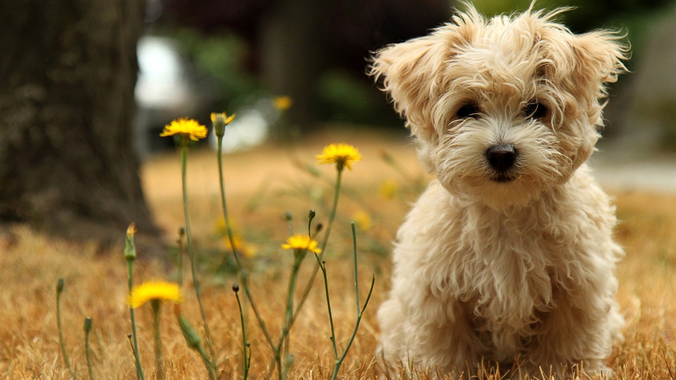 Animal Widescreen Wallpapers Collection (21) #12 - 1366x768