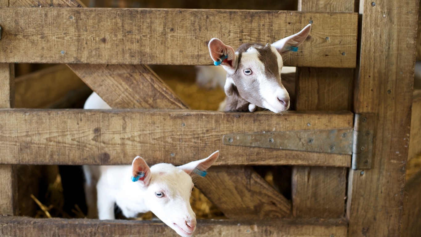 Animal Widescreen Wallpapers Collection (22) #17 - 1366x768