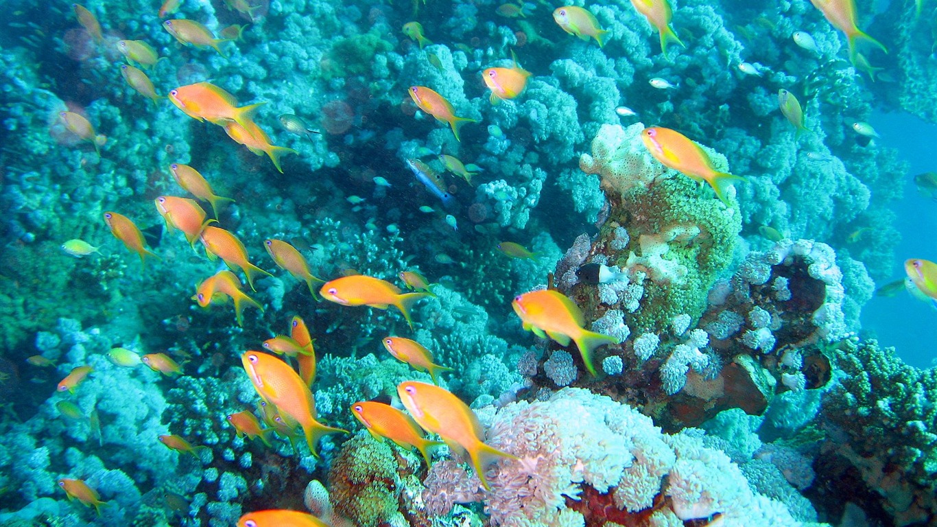 Fun Underwater World (4) #1 - 1366x768