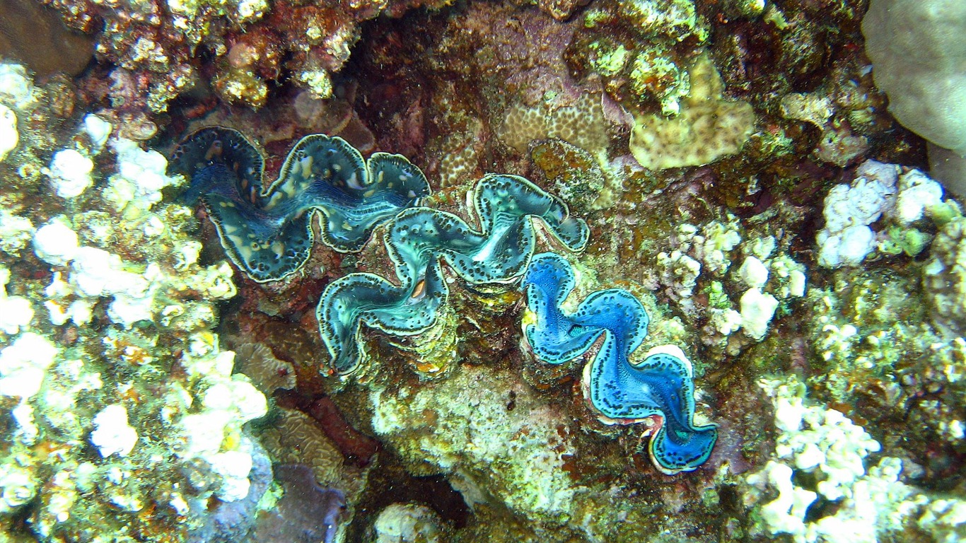 Fun Underwater World (4) #2 - 1366x768