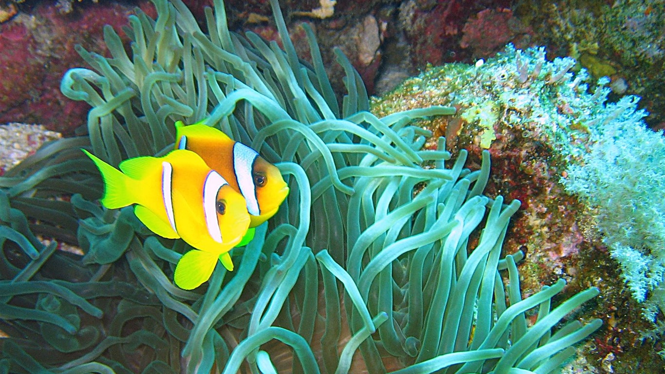 Fun Underwater World (4) #3 - 1366x768
