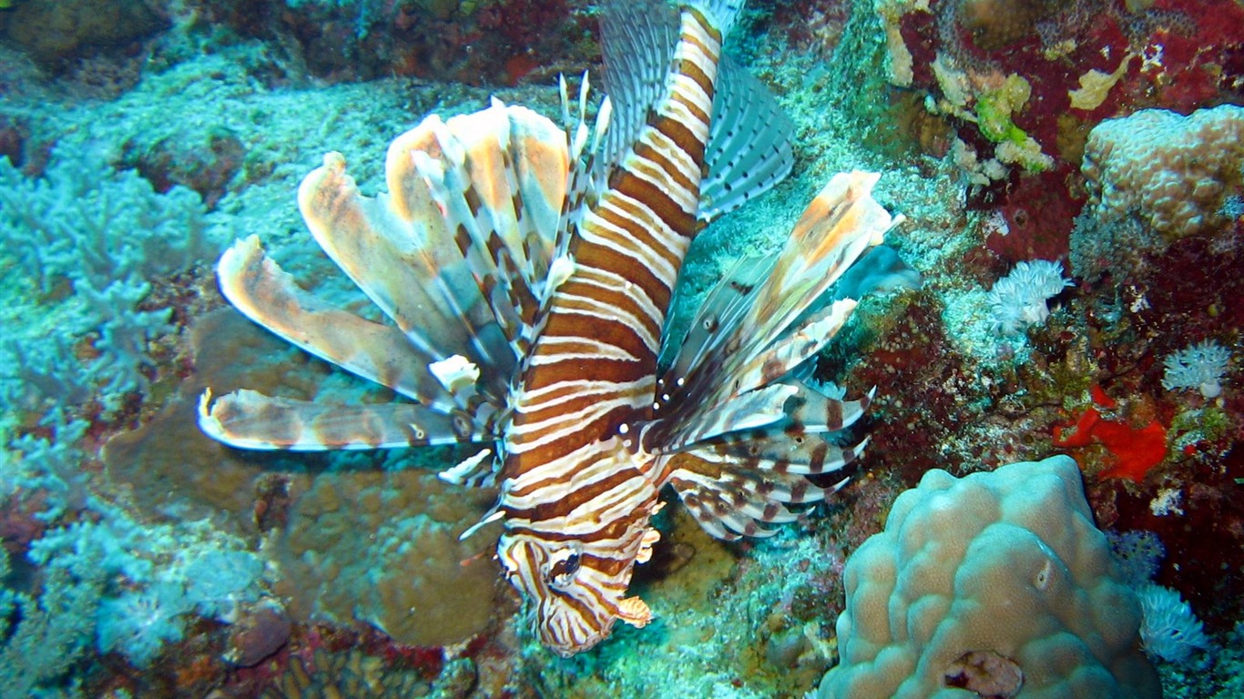 Fun Underwater World (4) #4 - 1366x768