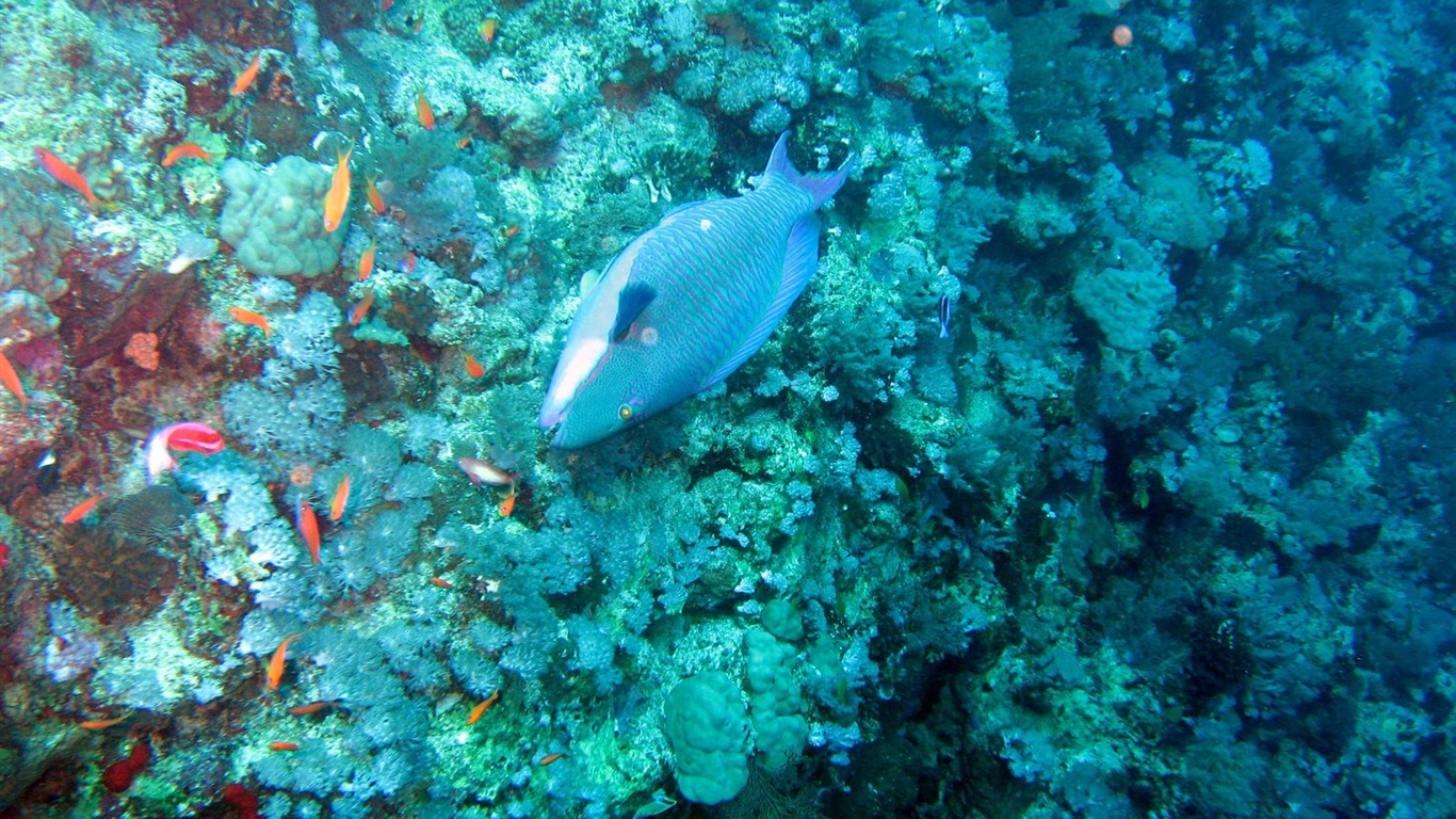 Zábava Underwater World (4) #5 - 1366x768