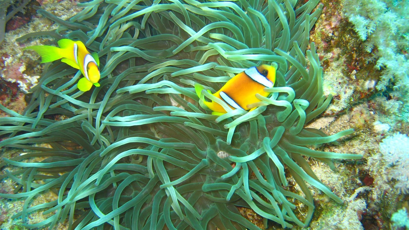 Fun Underwater World (4) #11 - 1366x768
