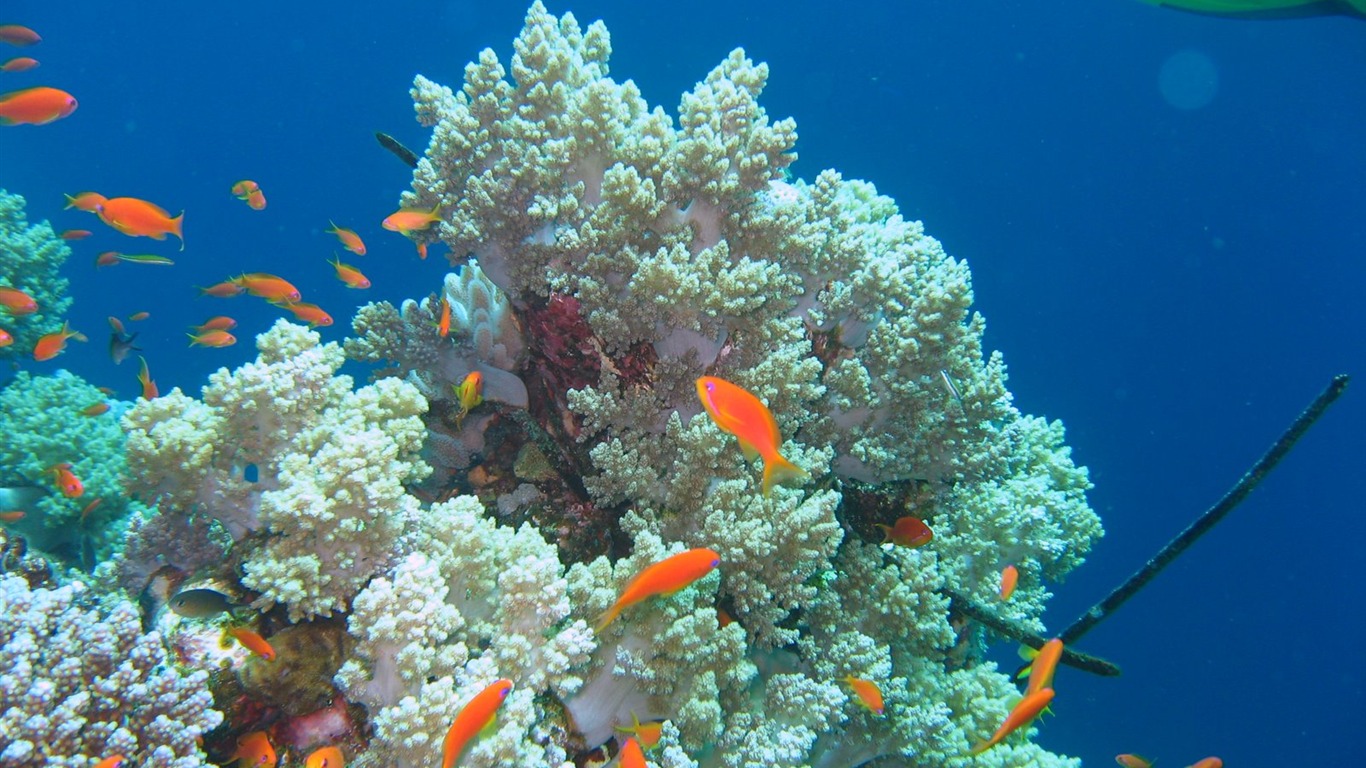 Fun Underwater World (4) #16 - 1366x768