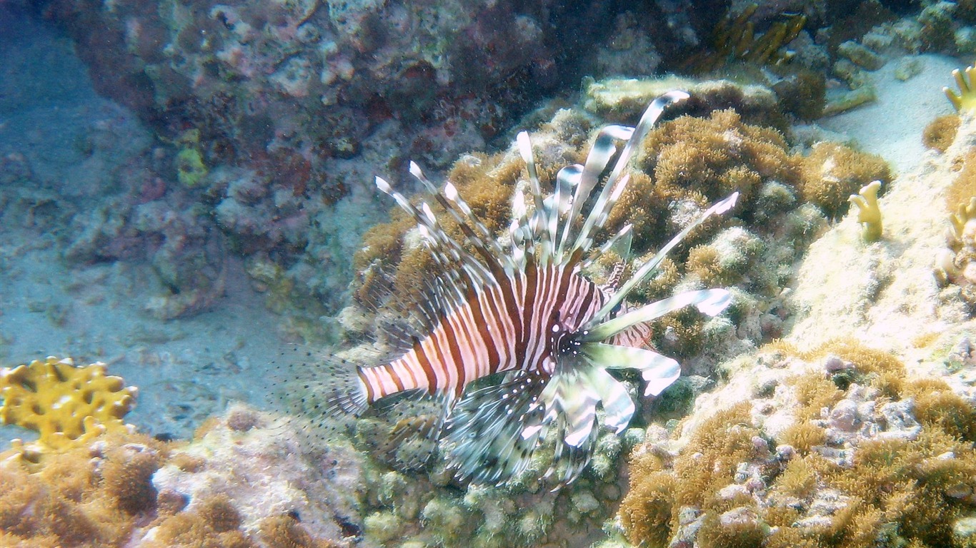 Zábava Underwater World (4) #17 - 1366x768