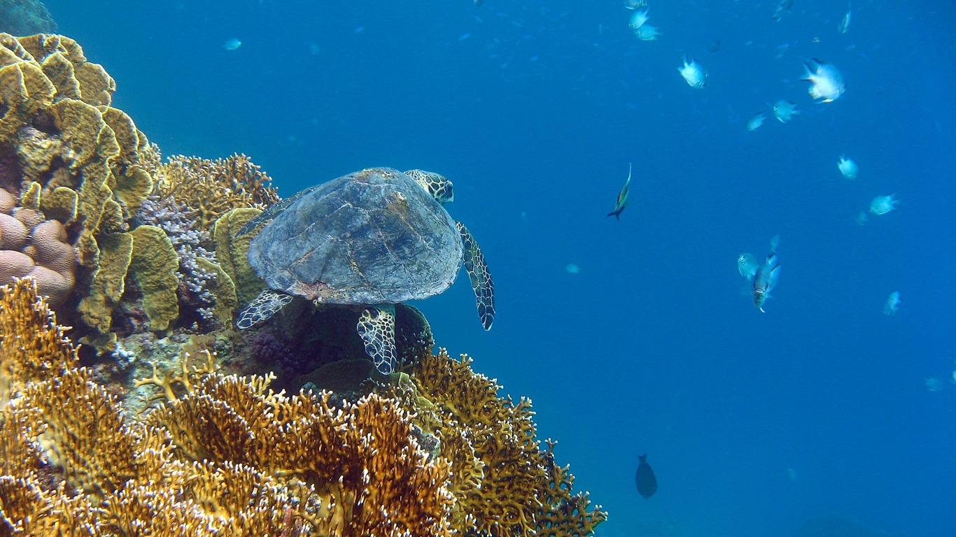 Zábava Underwater World (4) #21 - 1366x768