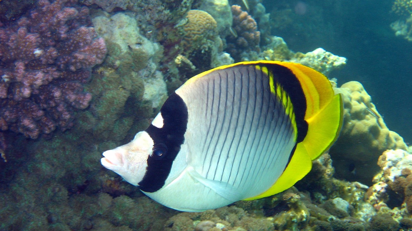 Zábava Underwater World (4) #24 - 1366x768