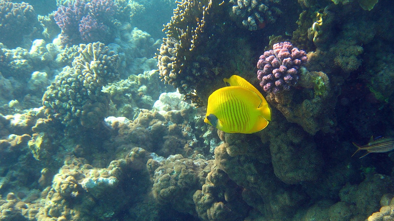 Fun Underwater World (4) #25 - 1366x768