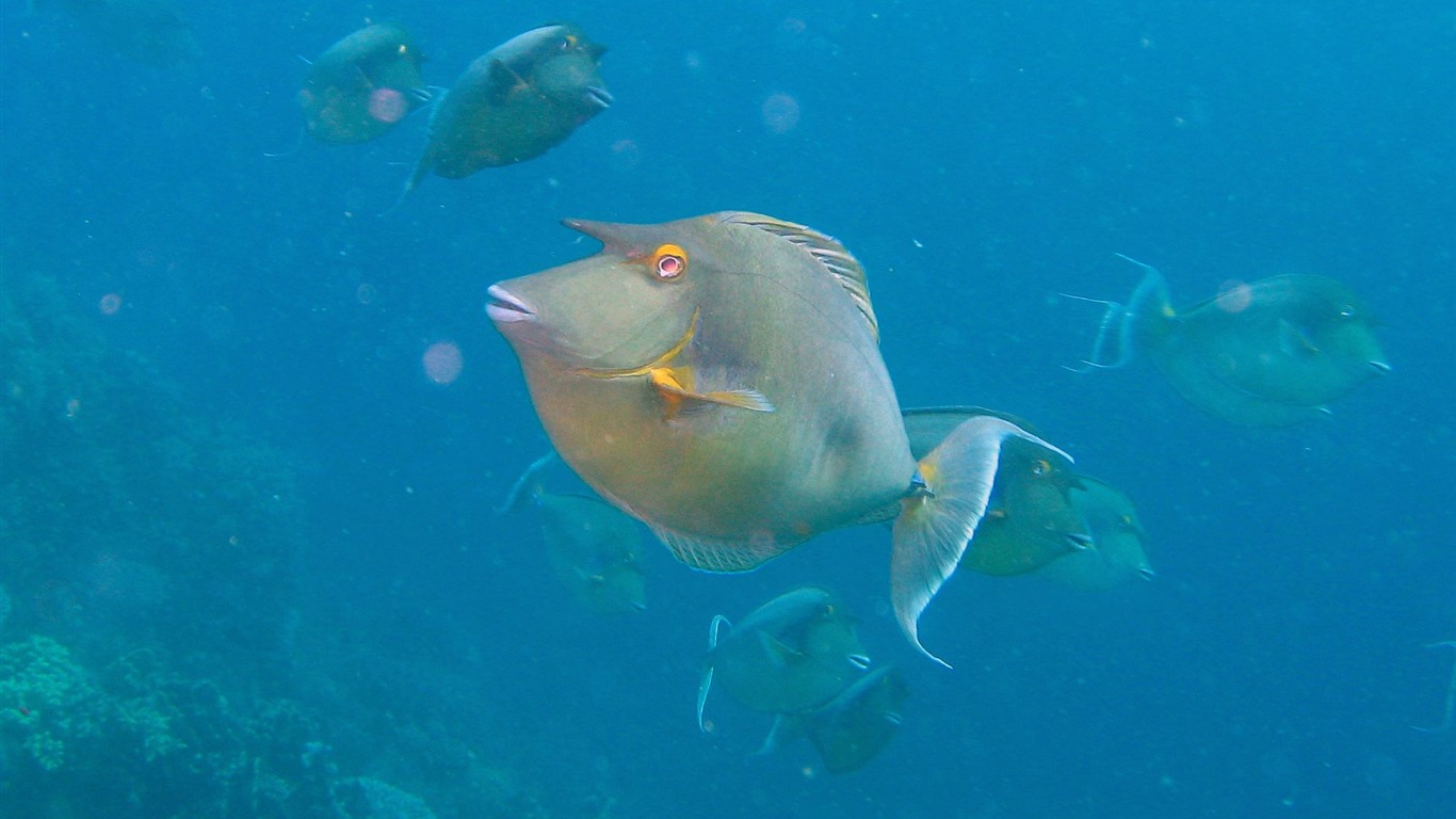 Zábava Underwater World (4) #27 - 1366x768