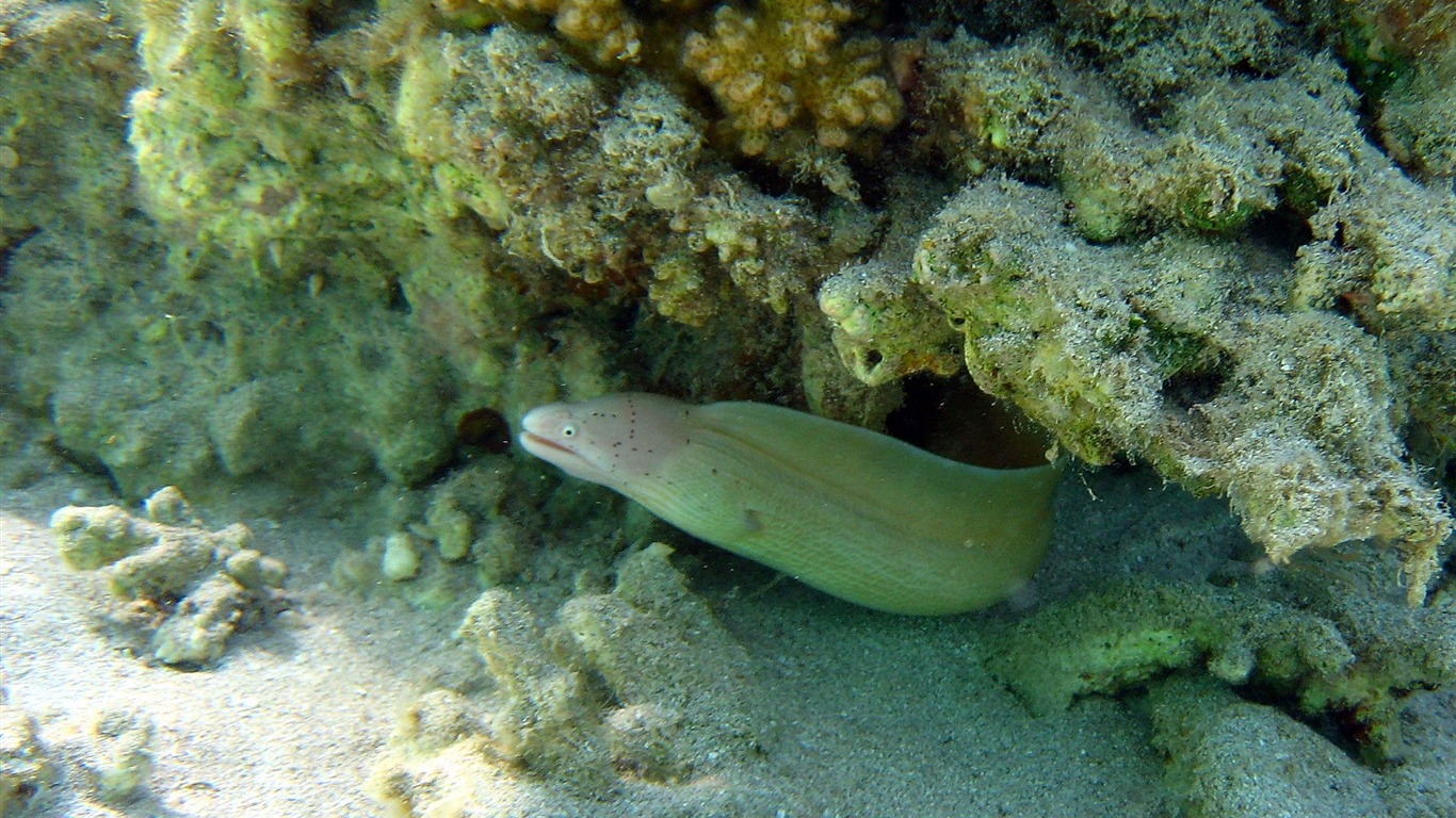 Zábava Underwater World (4) #28 - 1366x768