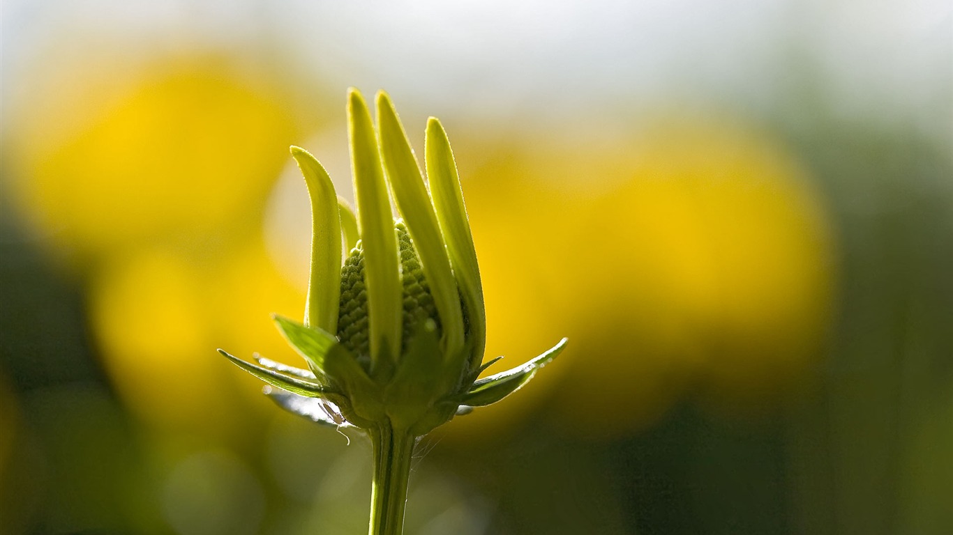 Widescreen wallpaper flowers close-up (23) #2 - 1366x768