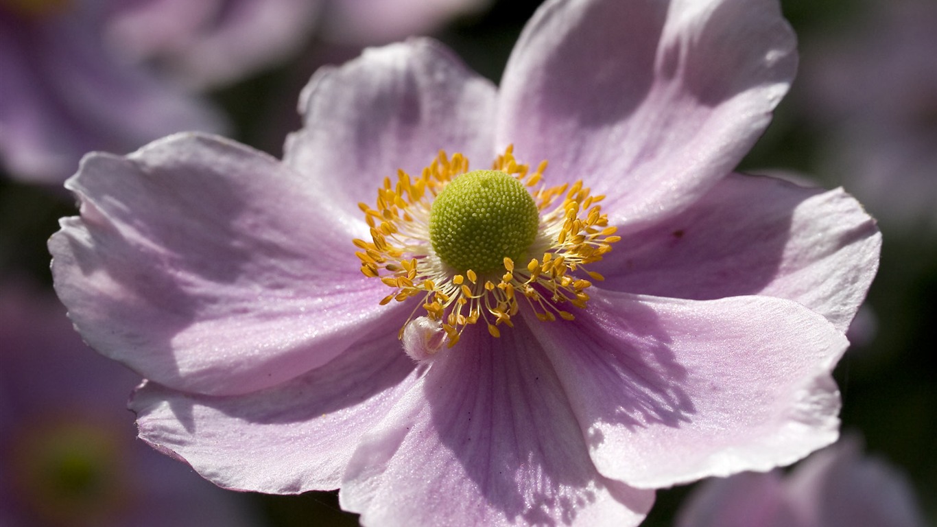 fondos de escritorio de flores con pantalla ancha de cerca (23) #3 - 1366x768