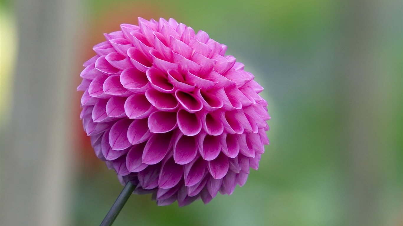 寬屏鮮花特寫 壁紙(23) #4 - 1366x768