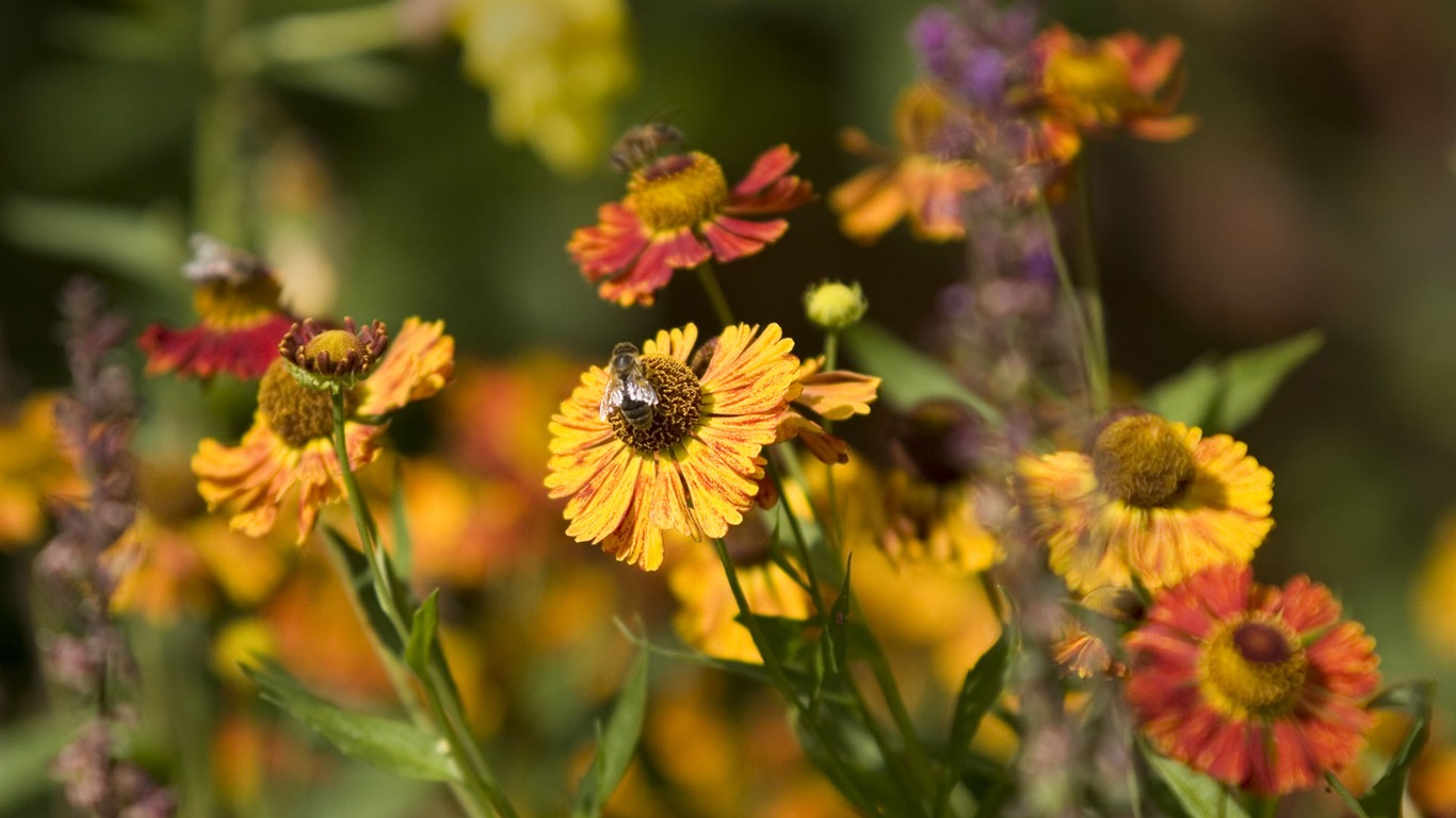 fondos de escritorio de flores con pantalla ancha de cerca (23) #6 - 1366x768