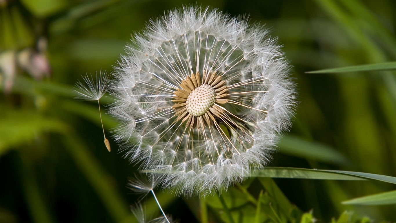 fondos de escritorio de flores con pantalla ancha de cerca (23) #7 - 1366x768