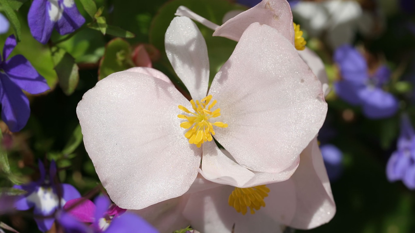 Widescreen wallpaper flowers close-up (23) #9 - 1366x768