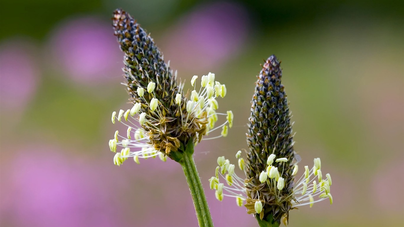 Widescreen wallpaper flowers close-up (23) #10 - 1366x768