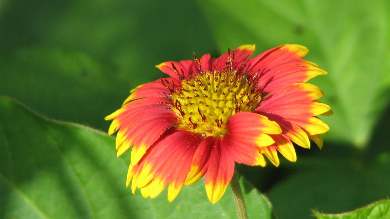 fondos de escritorio de flores con pantalla ancha de cerca (23) #11 - 1366x768