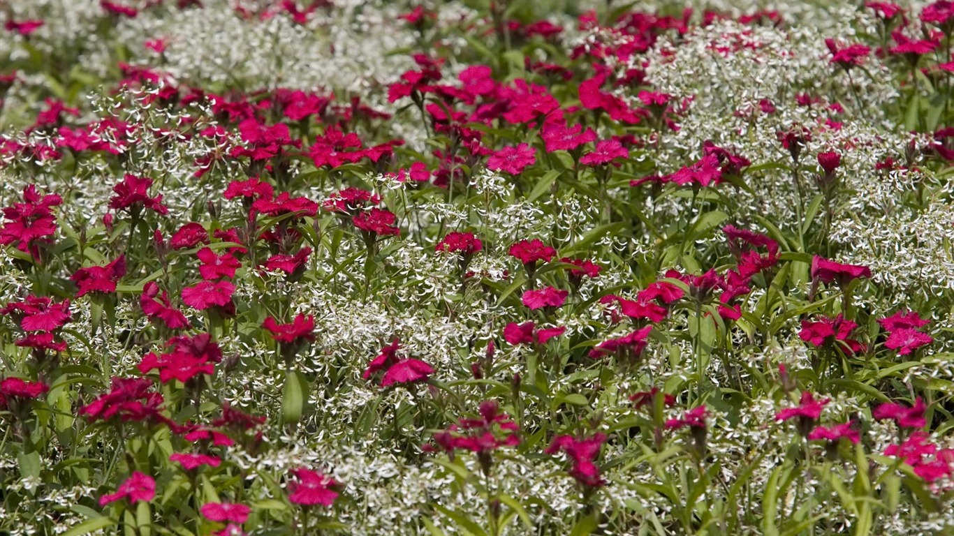 Widescreen wallpaper flowers close-up (23) #13 - 1366x768