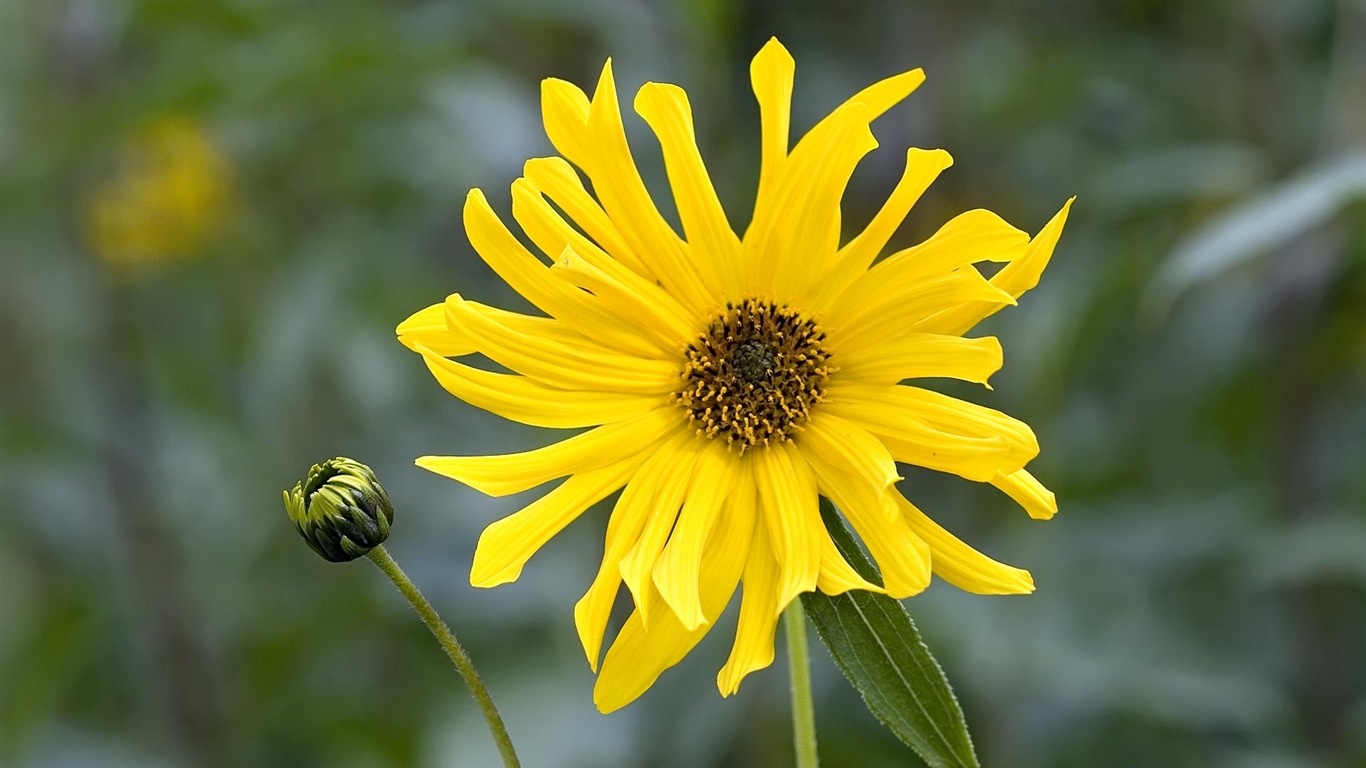 fondos de escritorio de flores con pantalla ancha de cerca (23) #14 - 1366x768