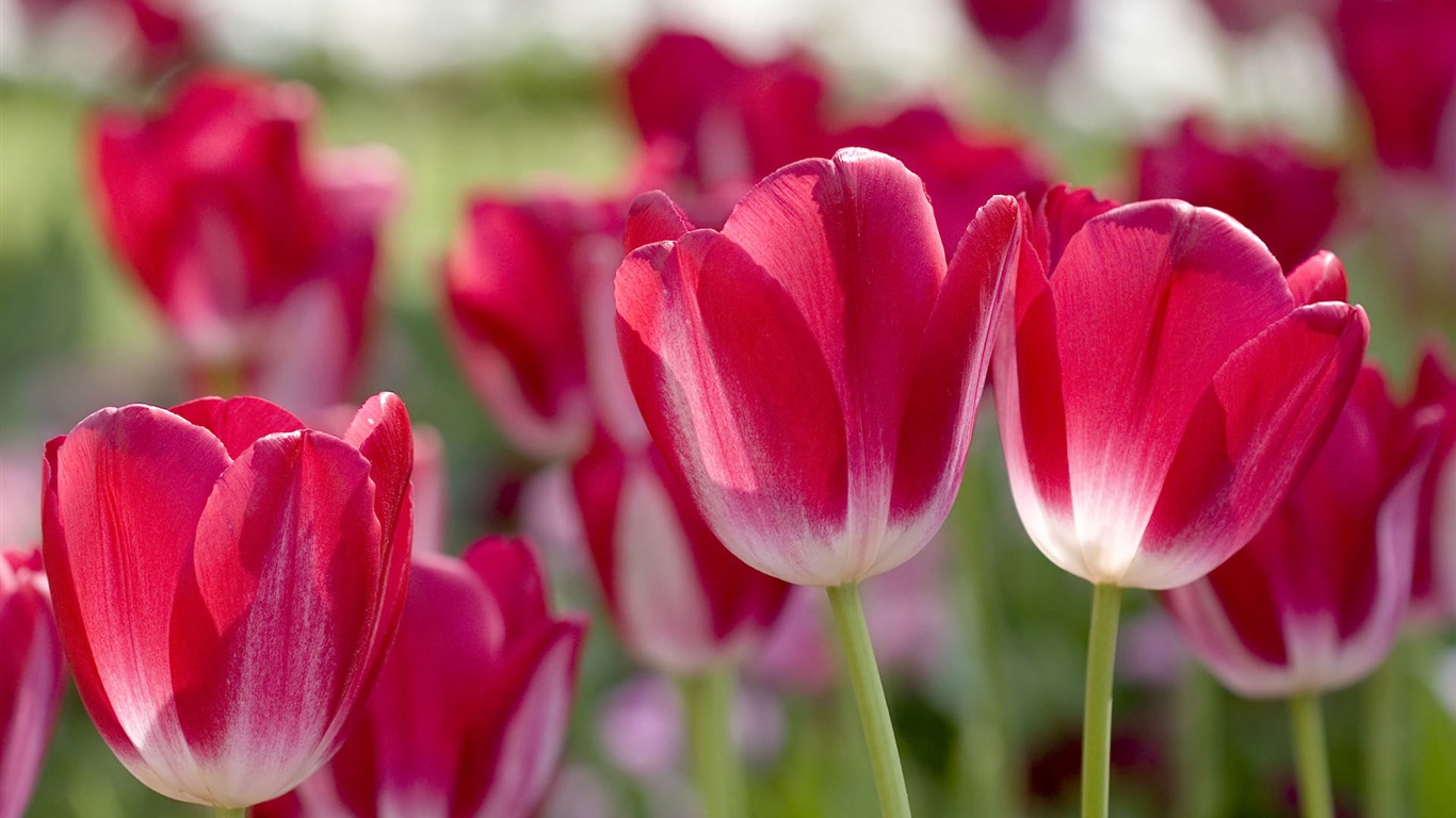 Widescreen-Wallpaper Blumen close-up (23) #15 - 1366x768