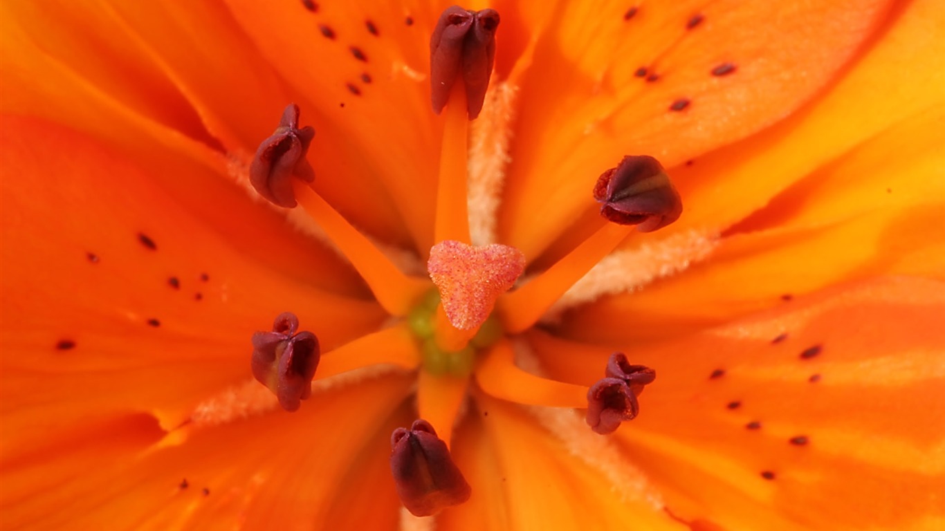 Widescreen wallpaper flowers close-up (23) #17 - 1366x768