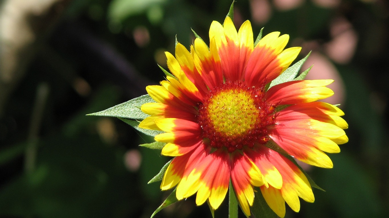 fondos de escritorio de flores con pantalla ancha de cerca (23) #19 - 1366x768