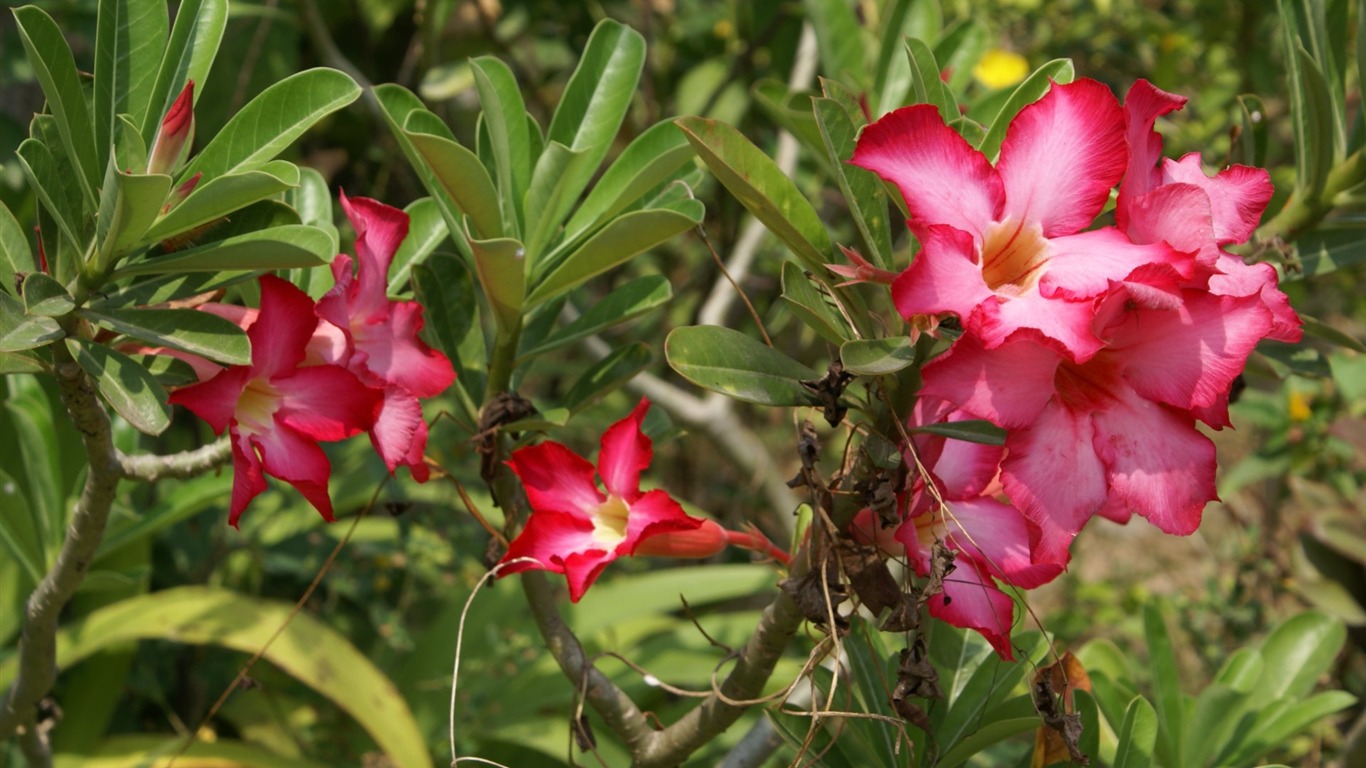 fleurs fond d'écran Widescreen close-up (24) #2 - 1366x768