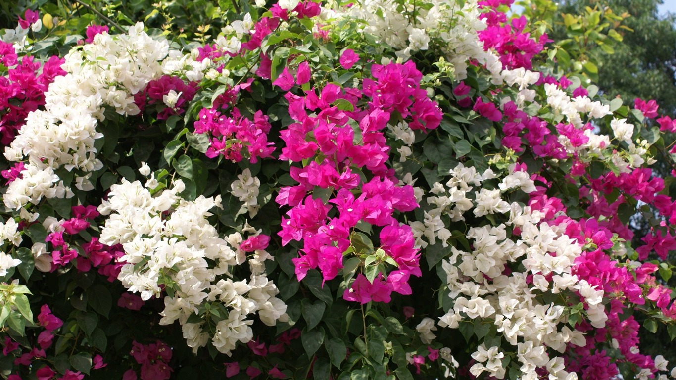 寬屏鮮花特寫 壁紙(24) #4 - 1366x768